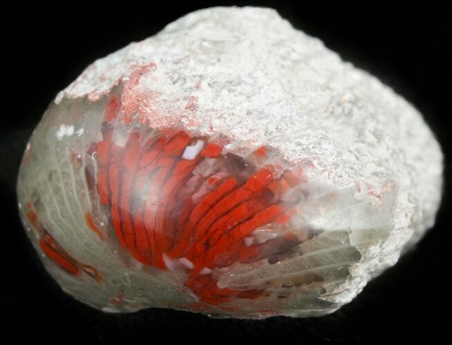 Pennsylvanian Aged Red Agatized Horn Coral - Utah #46741